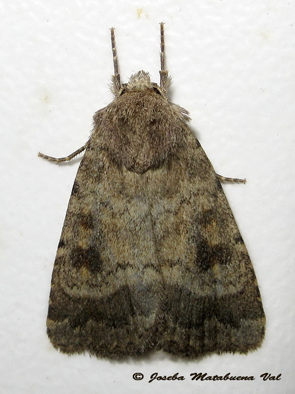 Caradrina morpheus - Noctuidae